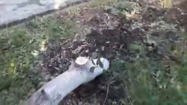 Как быстро удалить дерево или выкорчёвка пней газелью)
