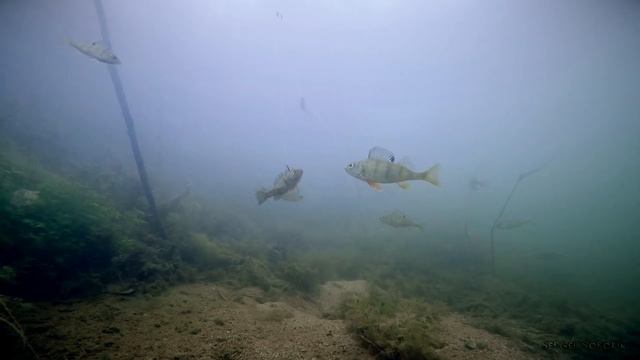 ПОКЛЕВКА ЩУКИ НА ВЬЮНА И КАРАСЯ Подводная съемка смотреть онлайн