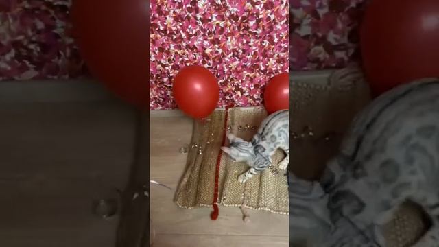 Серебряная бенгальская кошка Benshir XTina смотреть онлайн