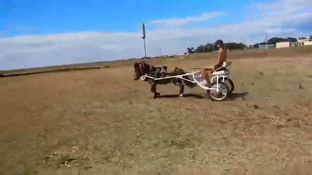 Станица Должанская. Катание на байдарке, запряженной ПОНИ. смотреть онлайн