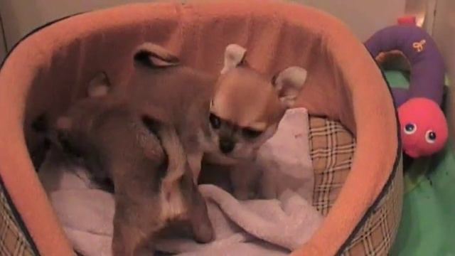 Щенки чихуахуа смотреть онлайн