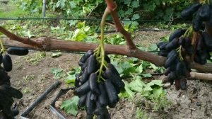 Виноград АВАТАР ??? Деякі рекомендації.