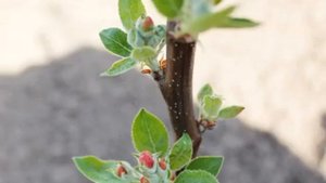 Яблоня Юнга