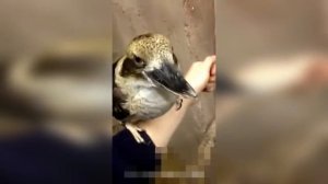 Мопс делает чайку