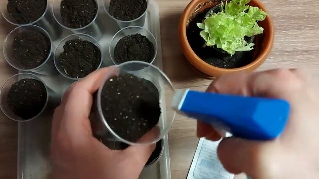 Редис Дома. Выращивание редиса на подоконнике #РедисДома #РедисНаПодоконнике