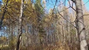Науки юношей питают, Отраду старым подают Читает мой Bнук l