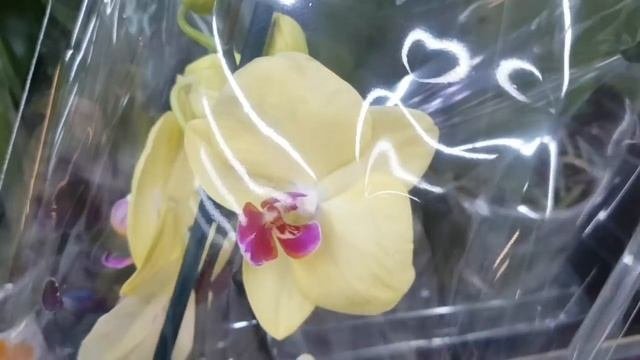 ПОПАЛА в ШИКАРНЫЙ завоз | ОРХИДЕИ фаленопсис в ЛЕРУА МЕРЛЕН орхидея Orchid Phalaenopsis