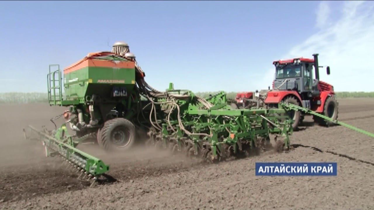 Посевная 2023 в алтайском крае. Посевная пермский край. Растениеводство алтайского края. Посевная алтай. Посевные площади.