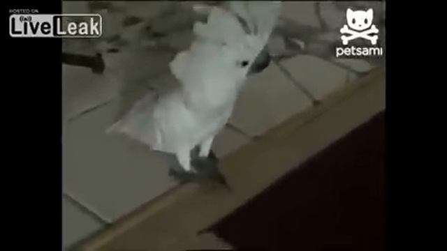 попугай парадирует собаку смотреть онлайн