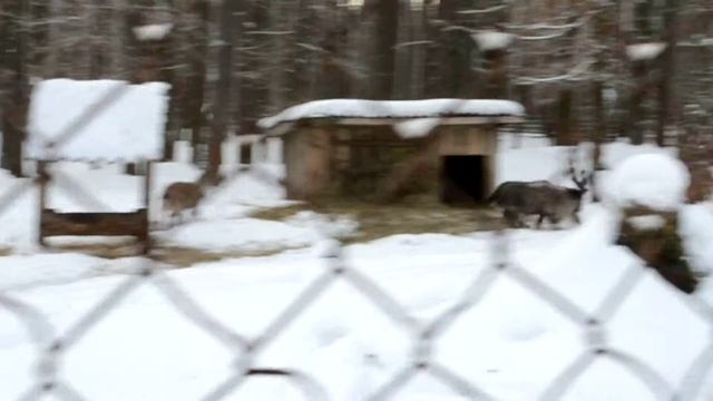 Орловское полесье, ещё винторогий козёл