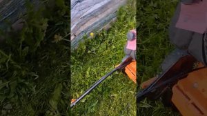 Покос травы SKIPERом без травосборника.Глохнет- чистите ножи!