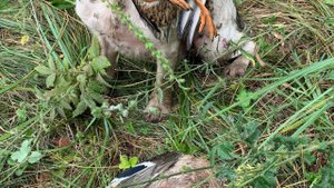 Утро#беретта #утка#спрингер спаниель #