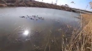 Охота на карасей с рогаткой