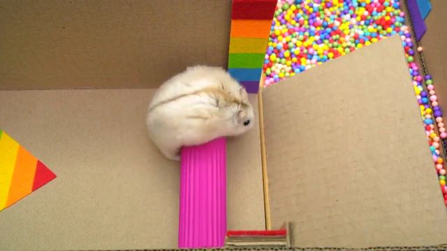 🐹 Хомяк сбегает из Pop It лабиринта для питомцев в реальной жизни 🐹