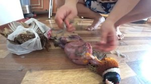 Разделываем Фазана.  Быстрый способ разделки.