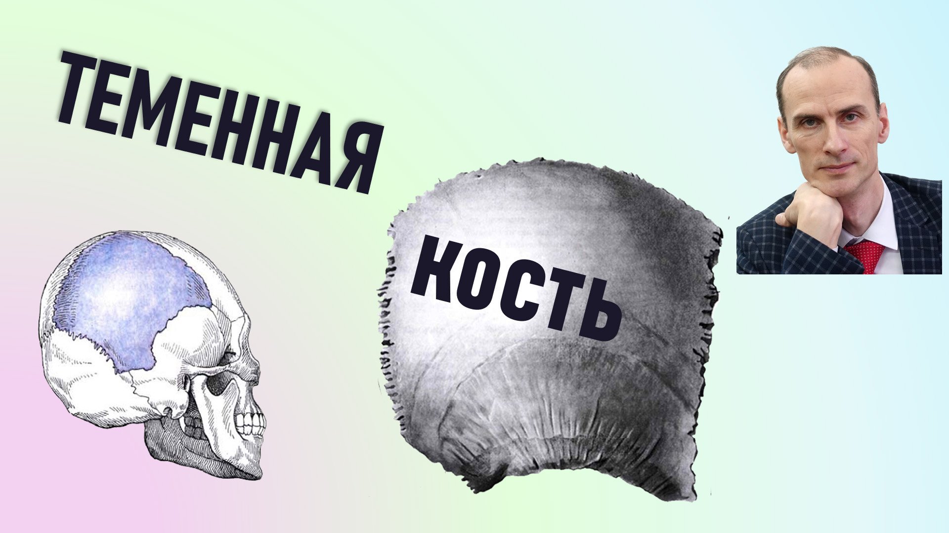 Теменная кость. Строение теменной кости