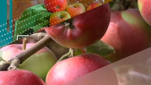 Яблоня Апрельское - обзор сорта смотреть онлайн