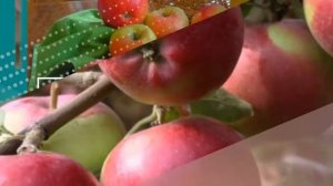 Яблоня Апрельское - обзор сорта