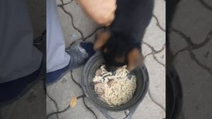 дрессировка щенка немецкой овчарки