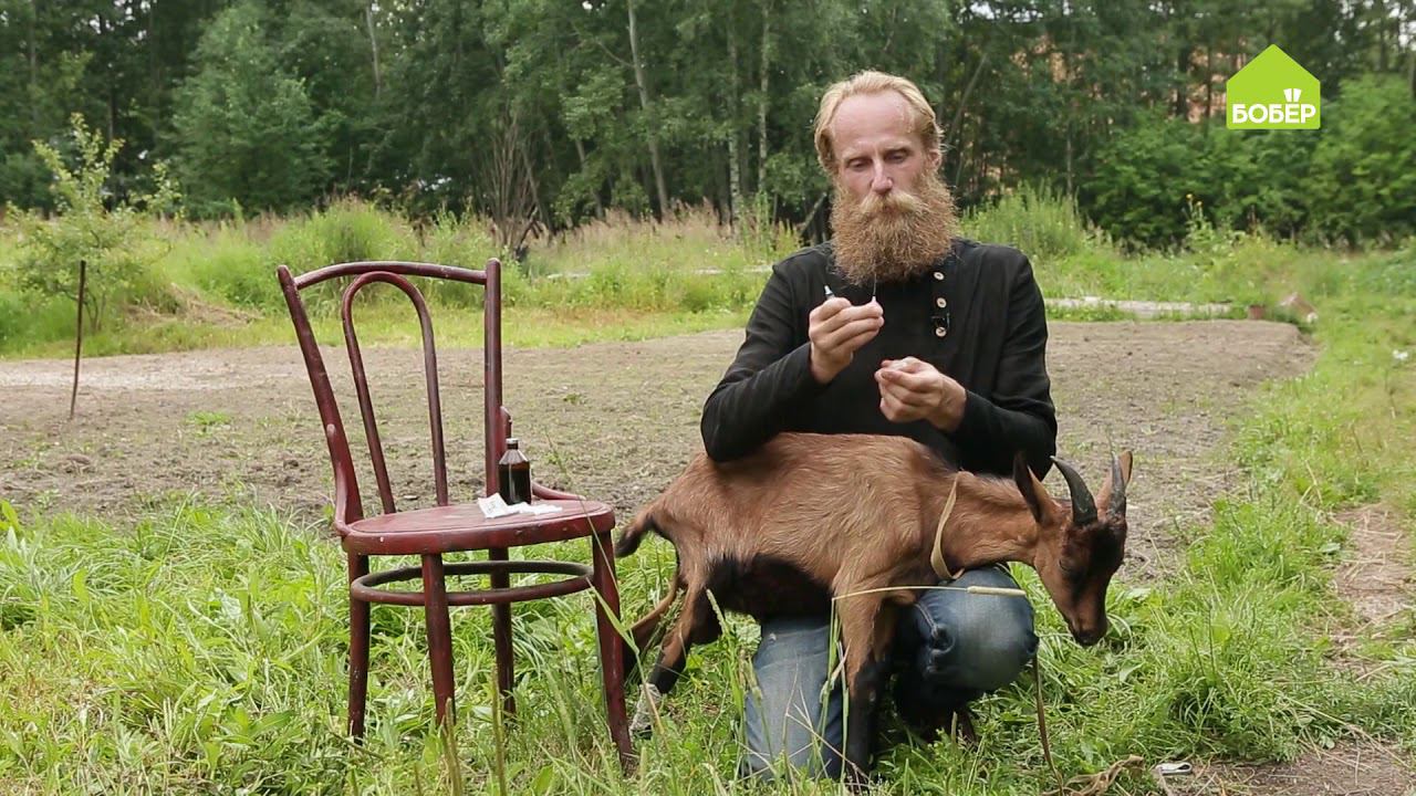 Как сделать инъекцию козе