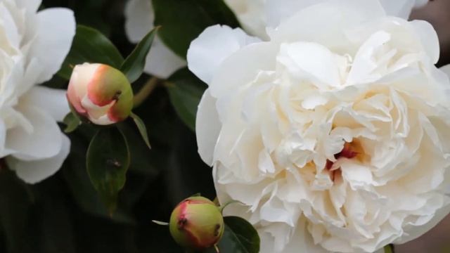 Canon EOS 550D [Full HD 1080p] Ants on flowering peonies смотреть онлайн