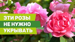 Канадские розы. Секреты выращивания, зимовки, агротехника