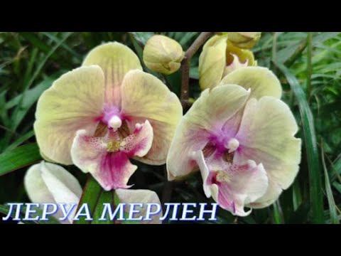 №795/ СВЕЖИЕ, роскошные ОРХИДЕИ к ДНЮ МАМЫ в ЛЕРУА МЕРЛЕН