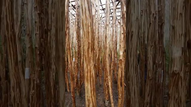 Дремучий лес. смотреть онлайн