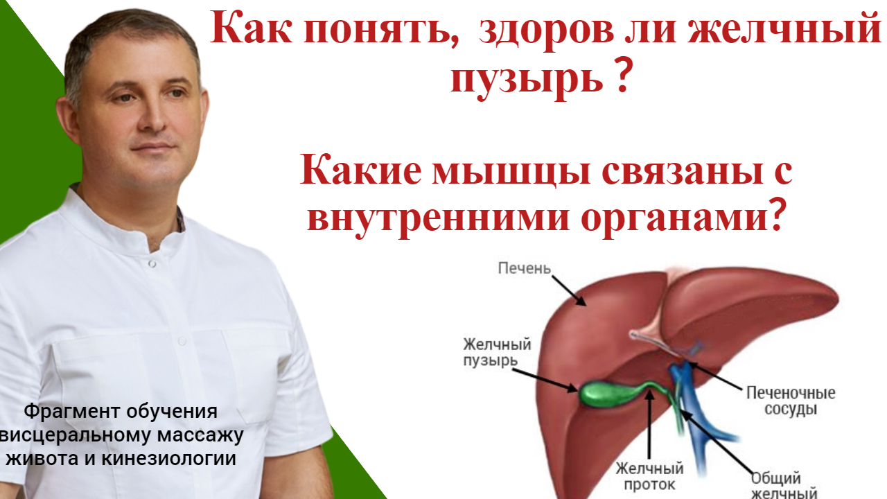 Как понять,  здоров ли желчный пузырь? Какие мышцы связаны с внутренними органами?Фрагмент обучения