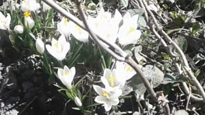 Белый крокус Жанна д'Арк