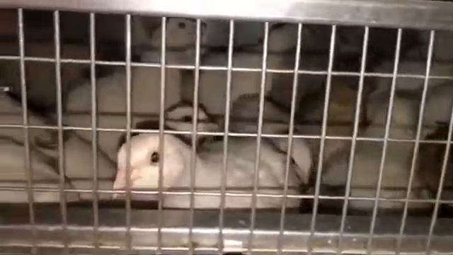 когда начинает нестись перепела