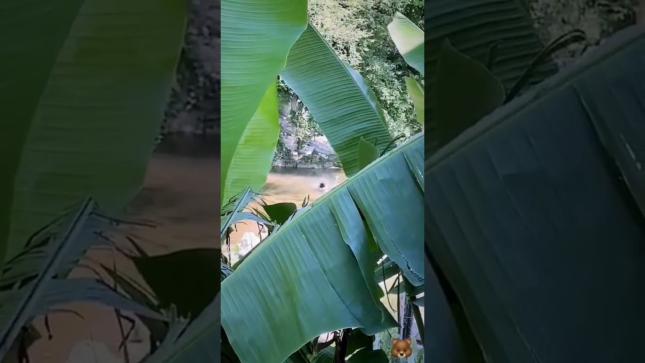 Осторожно медведи! Гуляя в межсезонье в безлюдных местах не забываем про косолапых! #shorts смотреть онлайн