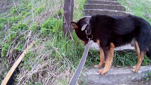 Собака кушает травку! собака вегетарианец, сыроед? Нет! Просто чистится травкой, получает витаминки смотреть онлайн