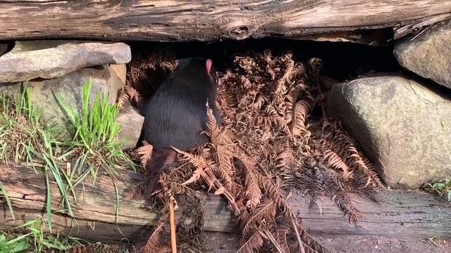 Зоопарк в Тасмании: животных можно кормить и гладить смотреть онлайн