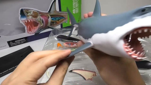 4D Vision Great White Shark Anatomy Model Puzzle смотреть онлайн