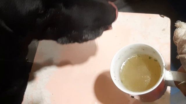 Ужин рука еда для всех Чибо & Рей Бульон Куриный Ролтон + Кости Спинки Жил Был Пес Музей Пса смотреть онлайн