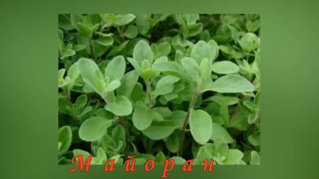 Восточные пряности и афродизиаки. Oriental spices. Aphrodisiac