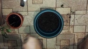 Пересаживаем перец огонёк