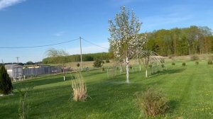 МОЯ МАГНОЛИЯ  / США/ СЕЛЬЧАНКА В АМЕРИКЕ/