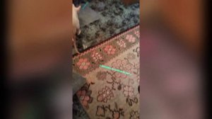 Мои коты знакомятся с лазерной линией