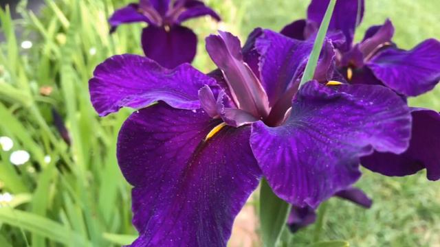 Iris and clematis in my garden смотреть онлайн