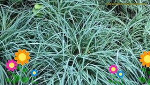 Осока повислая Блю Зингер. Краткий обзор, описание характеристик carex flacca Blue Zinger