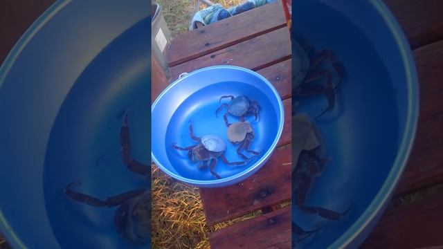 Крабика надевают на себя ракушки смотреть онлайн