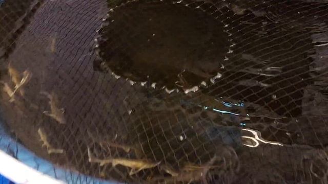 ЗООМАГАЗИН В САНКТ-ПЕТЕРБУРГ ЦЕНА АКВАРИУМ И РЫБЫ ????И КОШКИ ? ЦЕНА смотреть онлайн