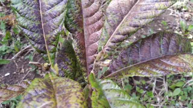 Итоги зимовки экзотических растений в г. Симферополь смотреть онлайн