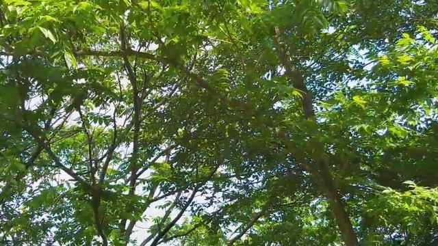 Июль 2022. Садовые радости. Цветы. Розы. Белка. смотреть онлайн