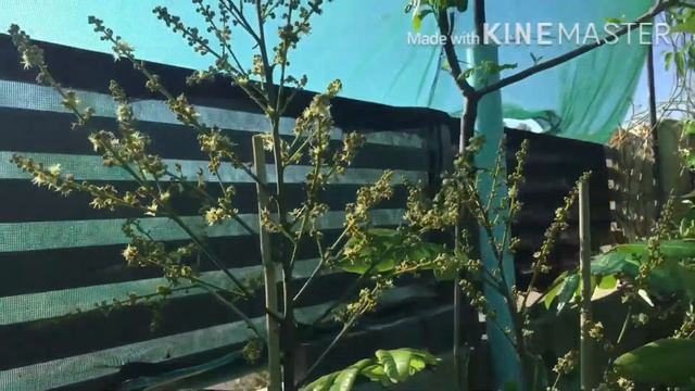 How to make a lot fruit on your tree from MSG !!Any fruit tree can spray them make your own tree смотреть онлайн