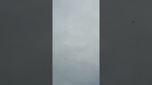 Молодёж 2020.Голуби Волкова Алексея. смотреть онлайн