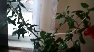 Как формировать гибискус