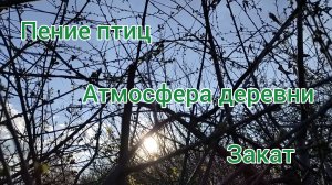 Закат солнца в деревне. Приятные звуки природы и пение птиц для релаксации, отдыха и сна.